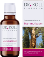 GEMMO Mazerat Mammutbaum Dr.Koll Sequoia gigantea